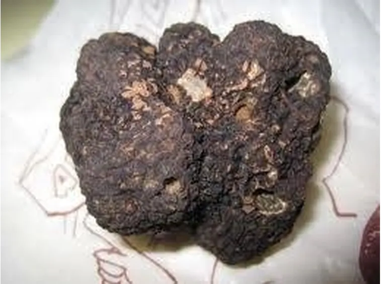 tubermelanosporum2