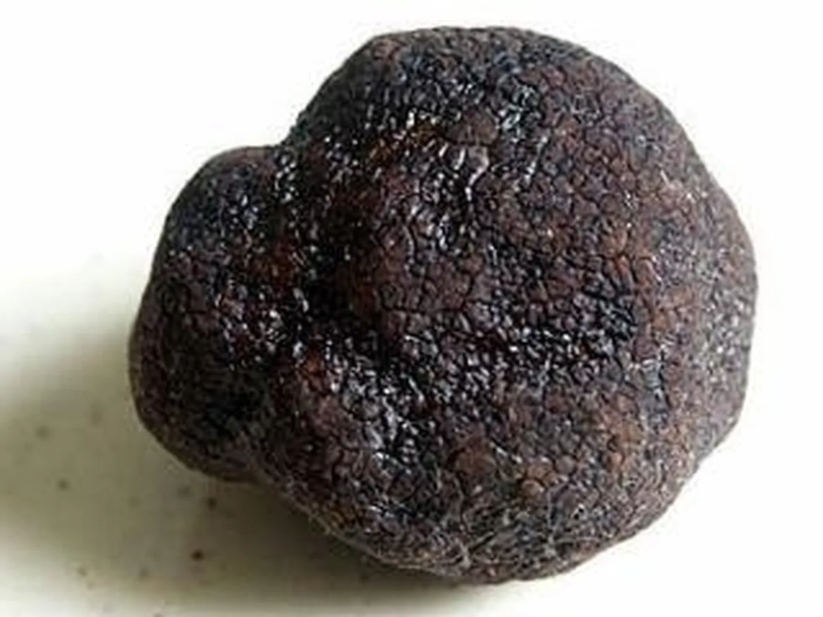 tubermelanosporum1