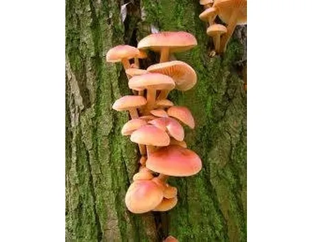 funghi1