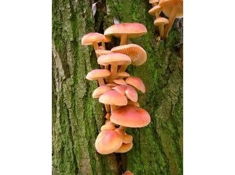 funghi1
