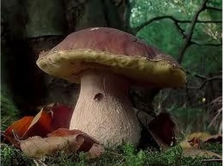 funghi2