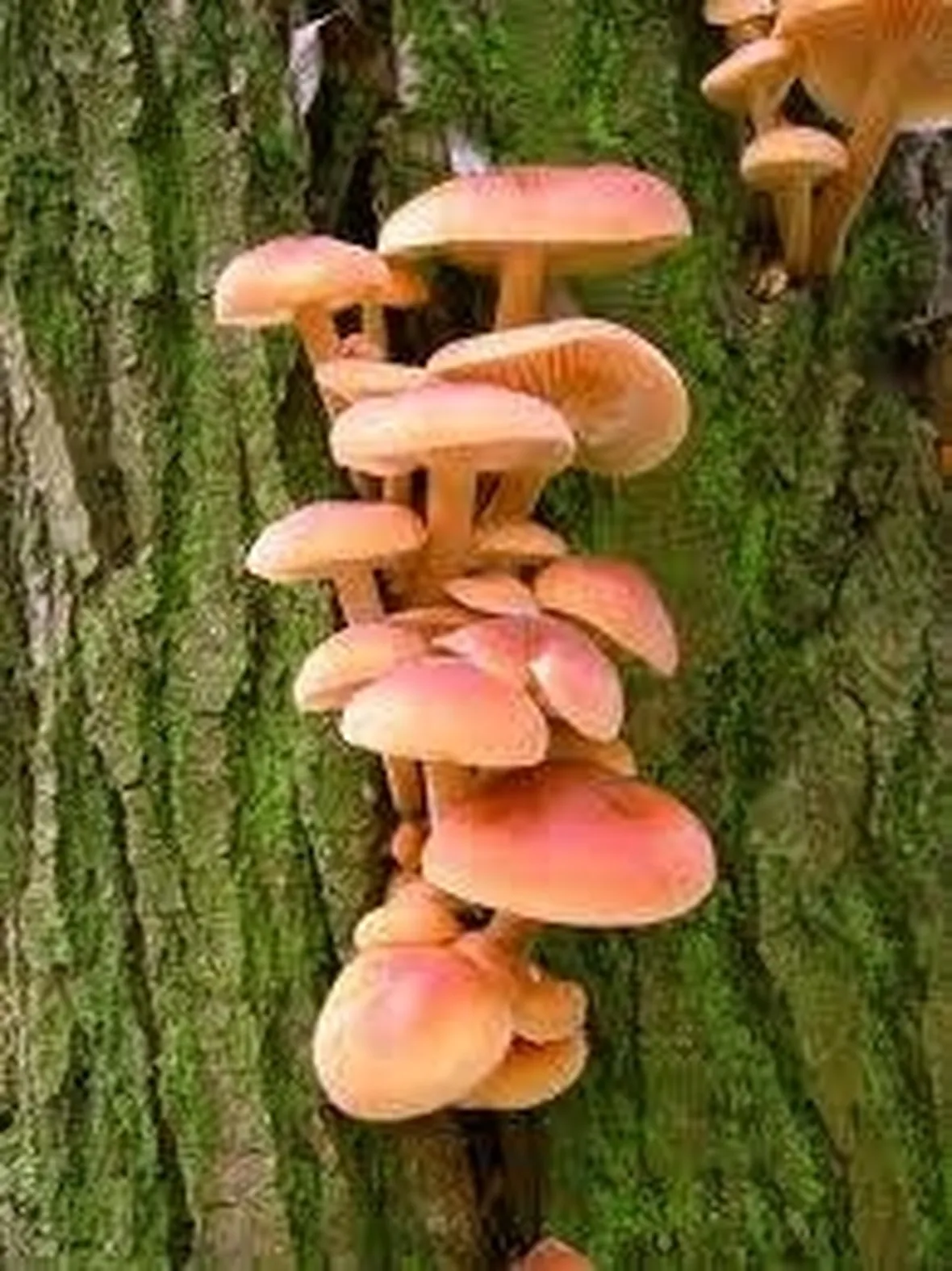 funghi1
