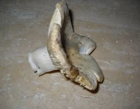 verdone2