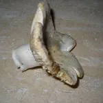verdone2