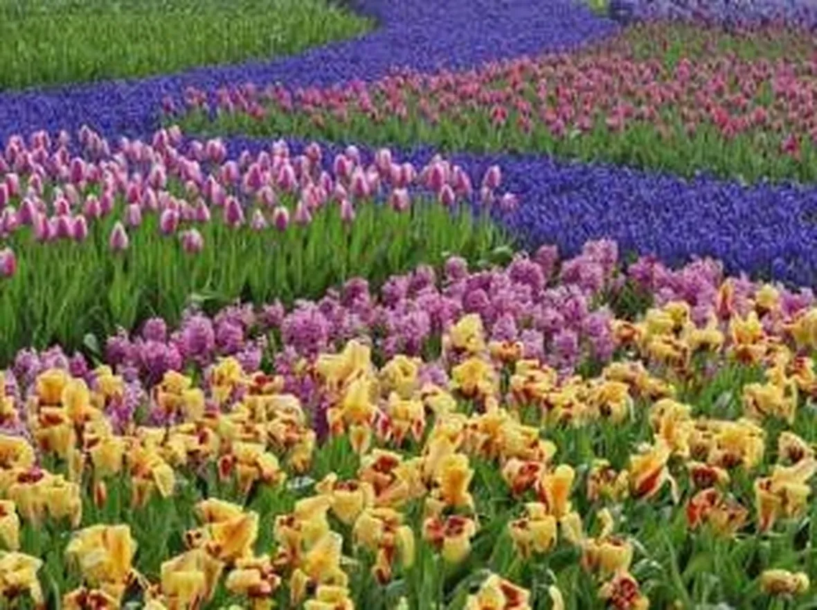 giardinifioriti1