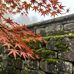 Quando partire: il calendario del foliage da nord a sud