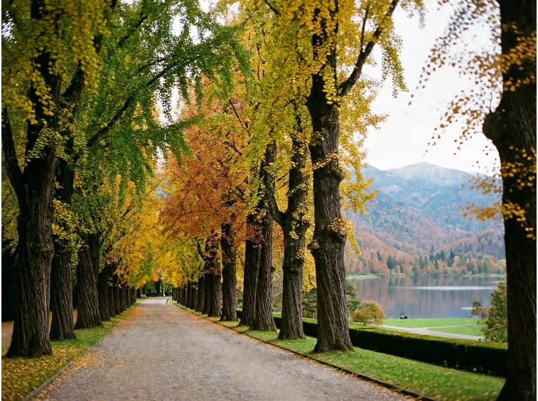 I grandi parchi dei laghi e del Nord: aceri, ginkgo e faggi secolari