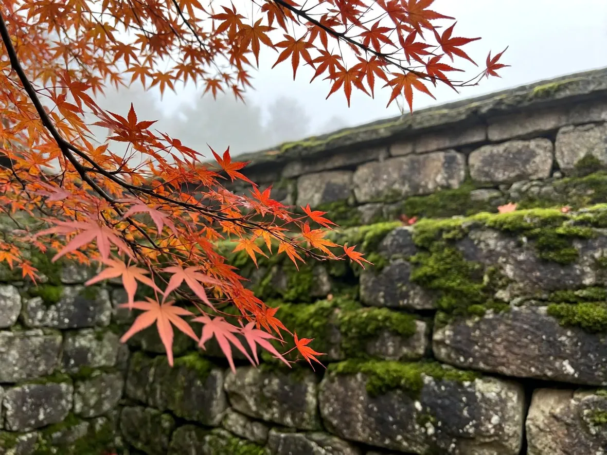 Quando partire: il calendario del foliage da nord a sud