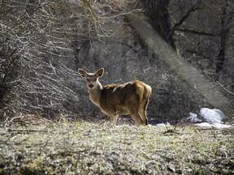 parcoabruzzo2