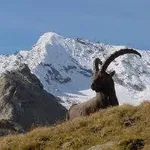 parcogranparadiso1