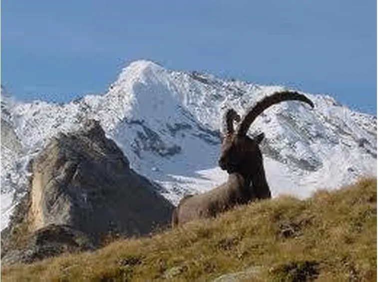 parcogranparadiso1