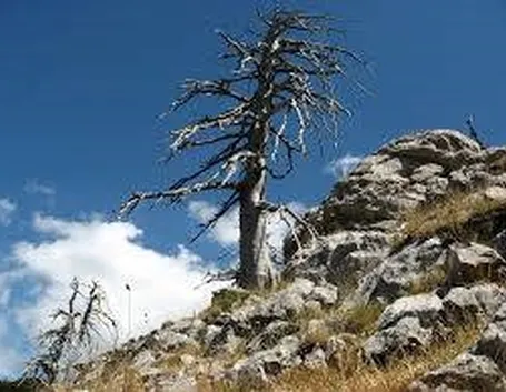 parcopollino2