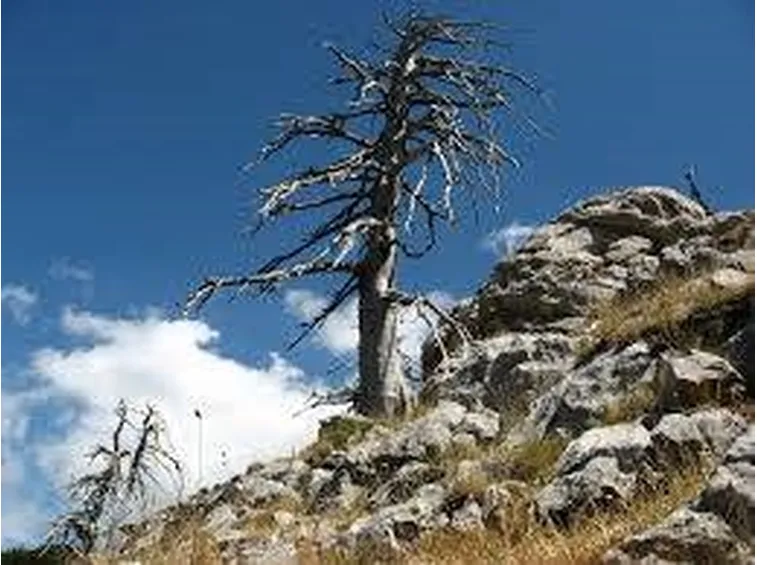 parcopollino2