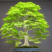 bonsai italia