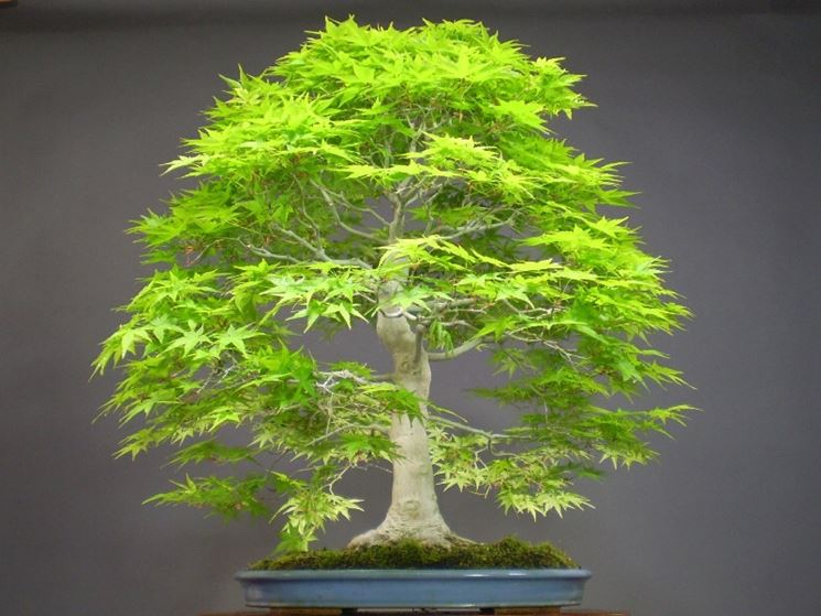 Bonsai Prezzi Coltivare Bonsai Informazioni Bonsai Prezzi