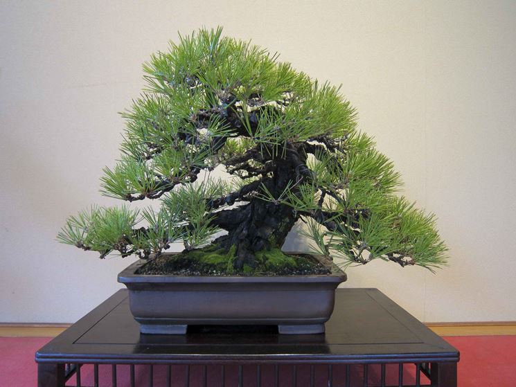 Bonsai Prezzi Coltivare Bonsai Informazioni Bonsai Prezzi