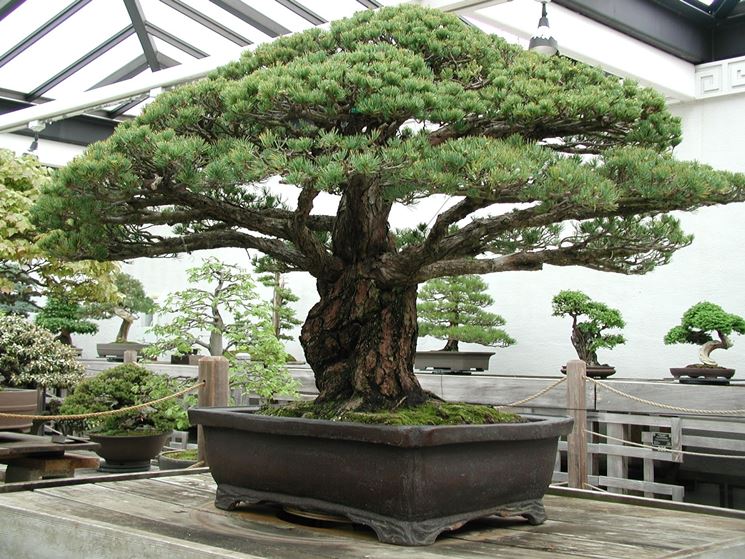 Bonsai prezzi - Coltivare bonsai - Informazioni bonsai prezzi