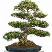 Bonsai Prezzi Coltivare Bonsai Informazioni Bonsai Prezzi