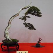 bonsai costo