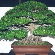 bonsaificusretusa