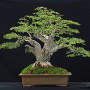 Il bonsai olivo