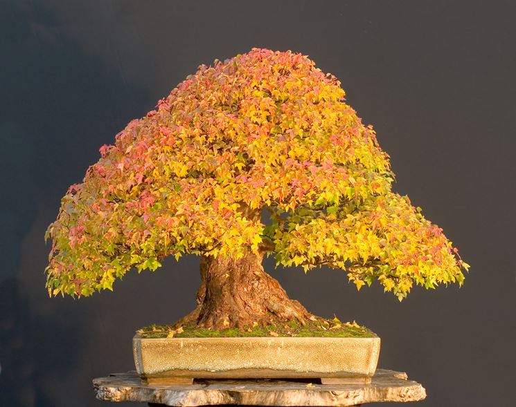 creare bonsai