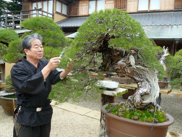 Creare Bonsai Piante Bonsai Come Creare Bonsai