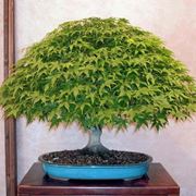 come creare un bonsai