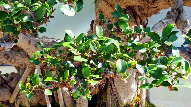 foglie bonsai ficus
