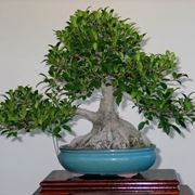 Ficus ginseng rinvasare