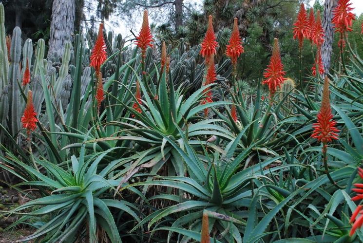 aloe arborescens