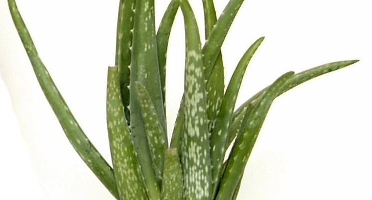 Aloe in vaso