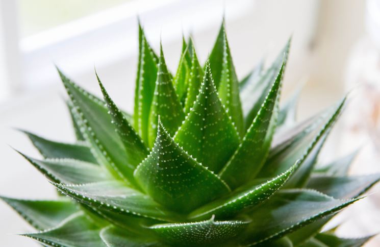 aloe per dimagrire