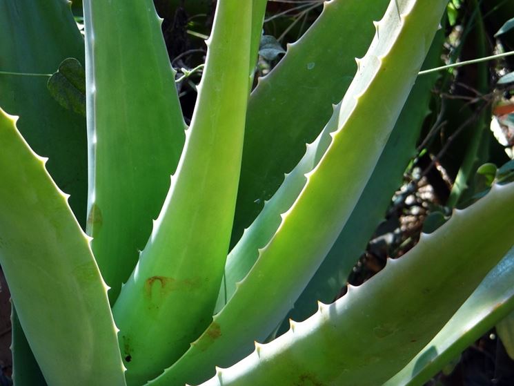 aloe vera per psoriasi