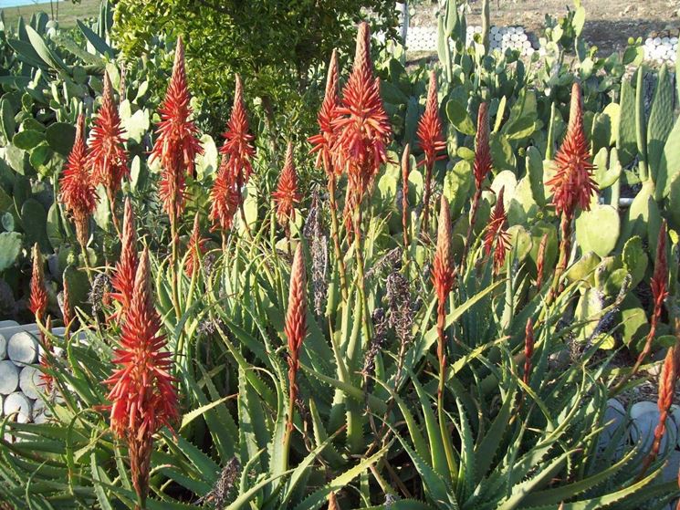 Aloe vera in fiore