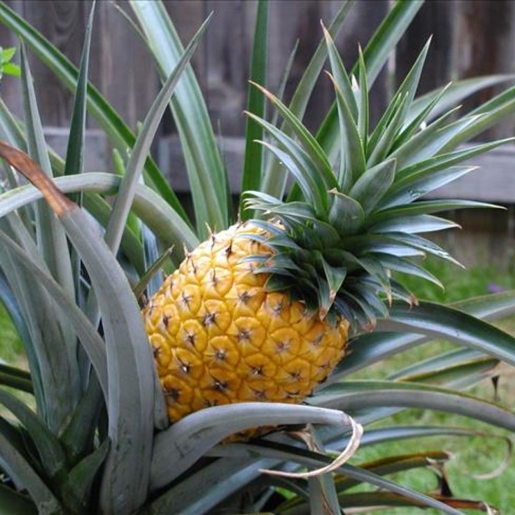 pianta ananas