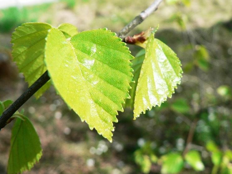 foglie di betulla