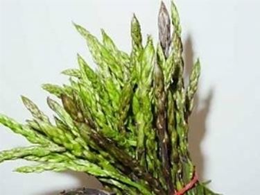asparago 2