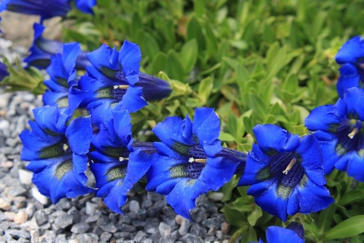 genziana blu