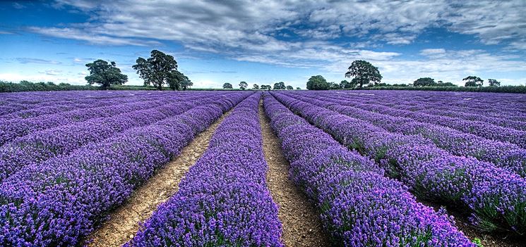 potatura lavanda