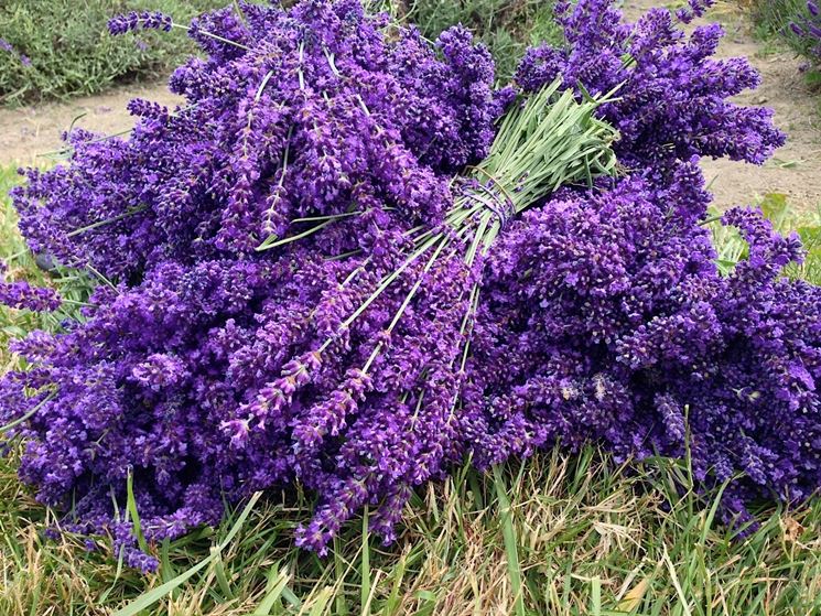 raccolta lavanda