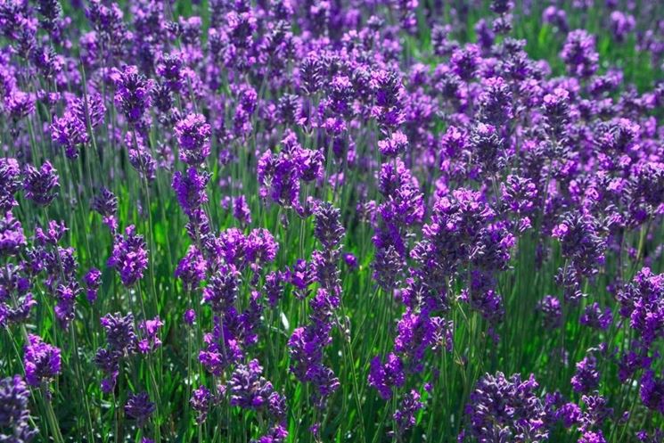 lavanda cespuglio 