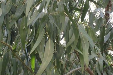 La pianta di eucalipto da cui si ricava l'olio essenziale