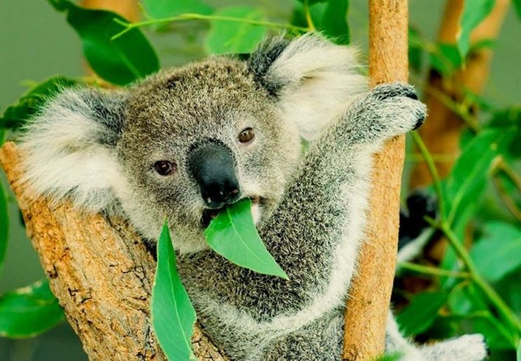 Il Koala, l'animale che si nutre solo di foglie di eucalipto