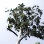 albero di Eucalipto