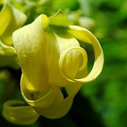 Fiore della Cananga odorata (Ylang Ylang)