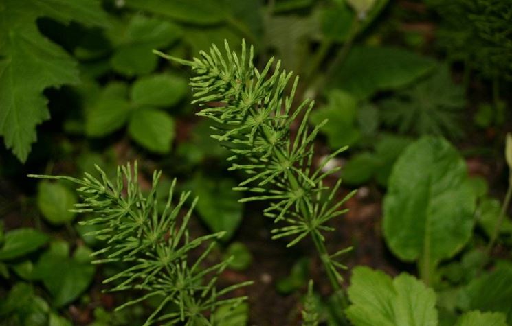 Equiseto (Equisetum arvense)