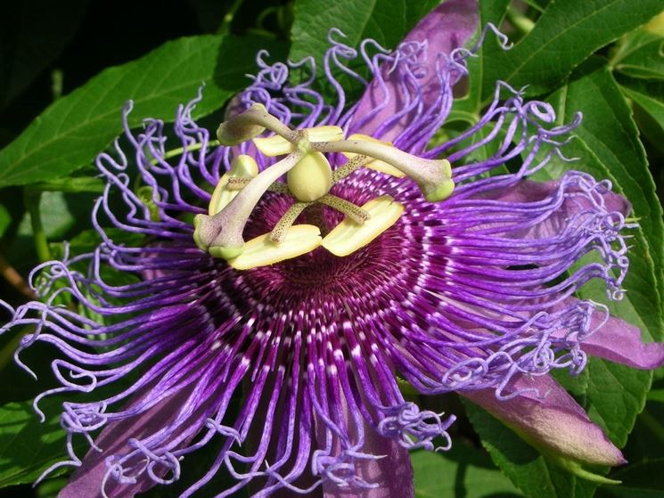 Caratteristico fiore di Passiflora