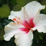 hibiscus classificazioni inferiori successive