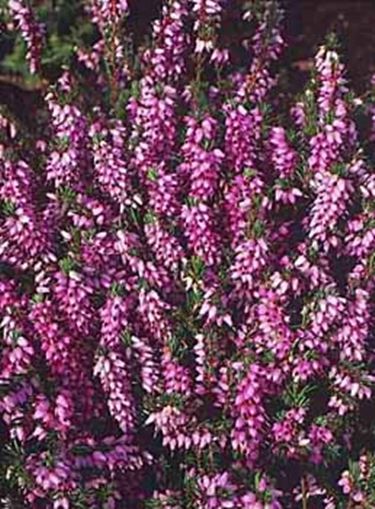 Foto calluna vulgaris